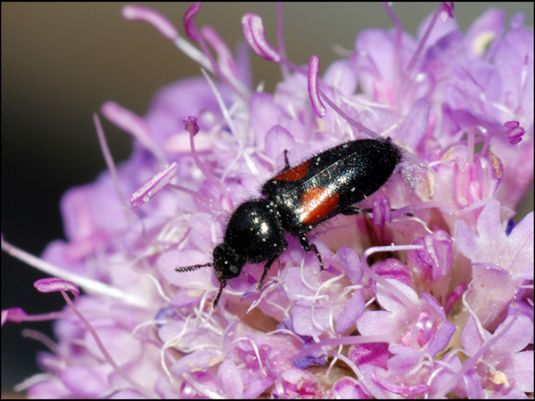 Divales, forse bipustulatus, famiglia Meliridae